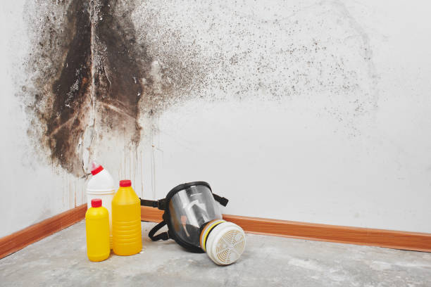 Best Professional Mold Removal  in Blackshear, GA