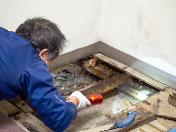 Best Best Mold Removal Companies  in Blackshear, GA