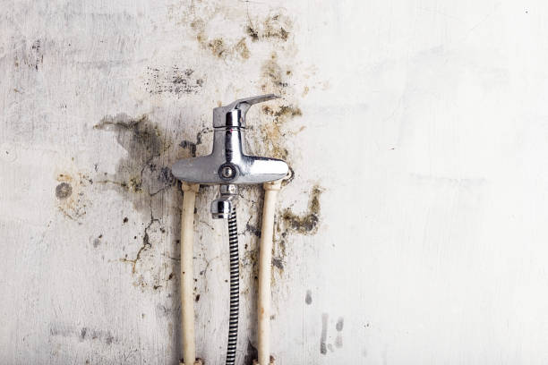 Best Certified Mold Removal  in Blackshear, GA