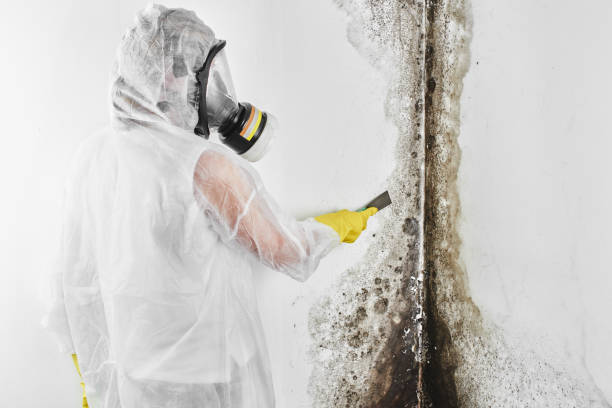 Best Local Mold Removal Service  in Blackshear, GA