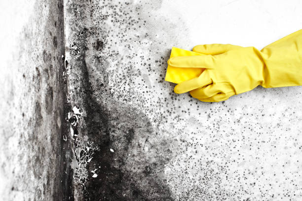 Best Crawl Space Mold Removal  in Blackshear, GA