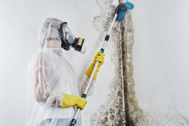 Best Fast Mold Removal  in Blackshear, GA