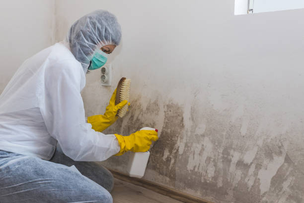 Professional Mold Removal in Blackshear, GA