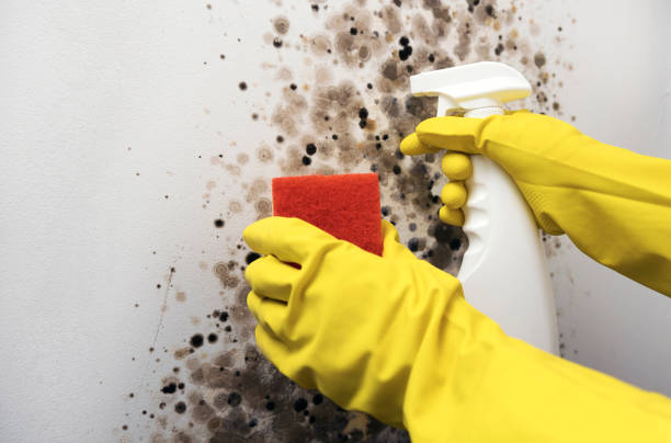 Best Mold Removal Company Near Me  in Blackshear, GA