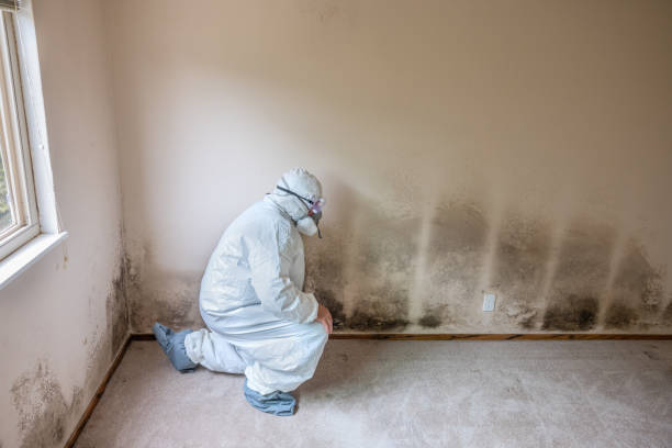 Best Emergency Mold Removal  in Blackshear, GA